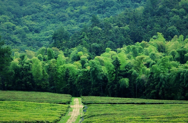径山竹茶园竹林与茶田实景
